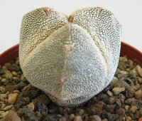Astrophytum myriostigma cv. Onzuka tricostata