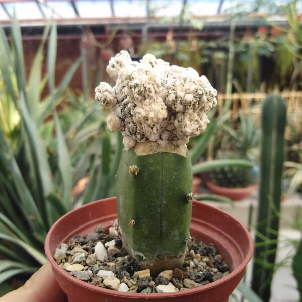 Astrophytum myriostigma cv. Fukuryu Dinosaur gepfr.