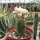 Astrophytum myriostigma cv. Fukuryu Dinosaur gepfr.