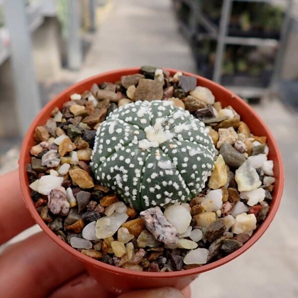 Astrophytum asterias cv. Hanazono 1b