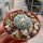 Astrophytum asterias cv. Hanazono 1b