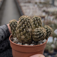 Sulcorebutia camargoensis HJ 843