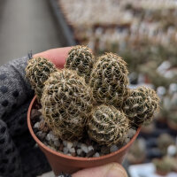 Sulcorebutia camargoensis HJ 843