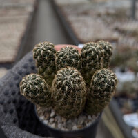 Sulcorebutia camargoensis HJ 843