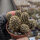 Sulcorebutia camargoensis HJ 843
