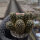 Sulcorebutia camargoensis HJ 843