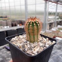 Echinocereus reichenbachii SB 387  (dw)