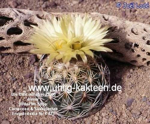 Coryphantha cornifera Pena Miller, Queretaro