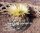 Coryphantha cornifera Pena Miller, Queretaro