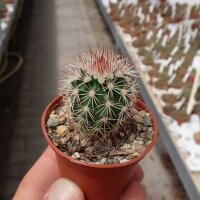 Echinocereus viridiflorus ssp. rhyolithensis SB 047