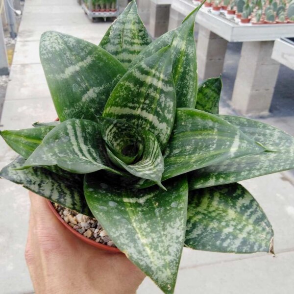 Sansevieria trifasciata cv. Green Hahnii