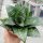 Sansevieria trifasciata cv. Green Hahnii