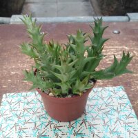 Orbea caudata