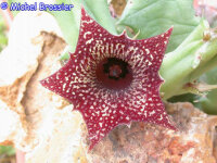 Huernia loesneriana