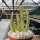 Stapelia obducta RSA, Groot Winterhoek Mt.