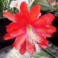 Epiphyllum-Hybr. Crushed Velvet