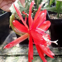 Epiphyllum-Hybr. Crushed Velvet