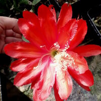 Epiphyllum-Hybr. Crushed Velvet