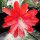 Epiphyllum-Hybr. Crushed Velvet