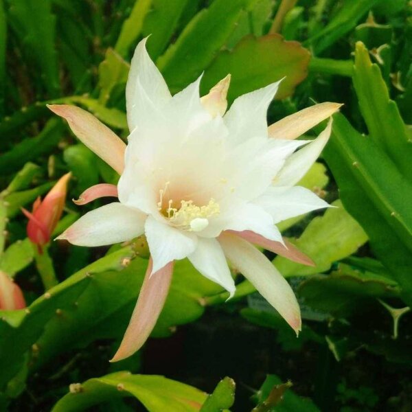 Epiphyllum-Hybr. Fringe of Gold