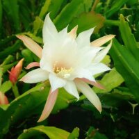 Epiphyllum-Hybr. Fringe of Gold