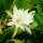 Epiphyllum-Hybr. Fringe of Gold
