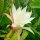 Epiphyllum-Hybr. Fringe of Gold