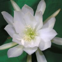 Epiphyllum-Hybr. Gardenia