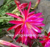 Epiphyllum-Hybr. Irette