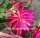 Epiphyllum-Hybr. Irette