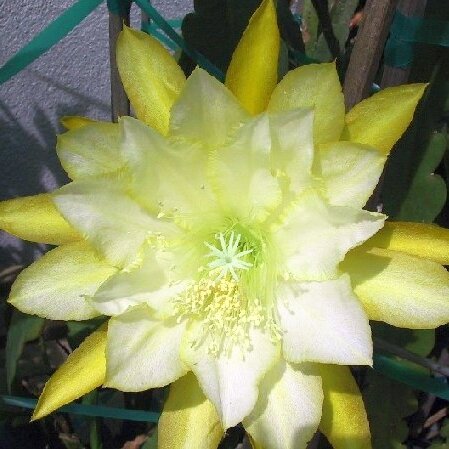 Epiphyllum-Hybr. Gold Medal Blüte gelb / yellow