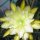Epiphyllum-Hybr. Gold Medal Blüte gelb / yellow
