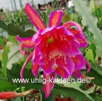 Epiphyllum-Hybr. Wonderful One Blüte pink-weiß