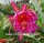 Epiphyllum-Hybr. Wonderful One Blüte pink-weiß