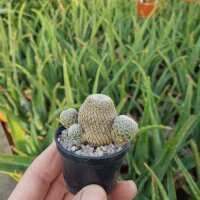 Sulcorebutia heliosoides LH 1544