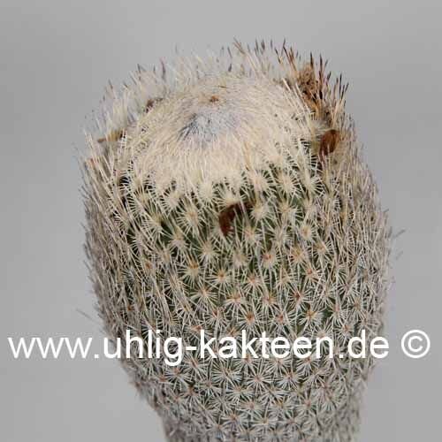 Epithelantha micromeris ssp. pachyrhiza SB 325