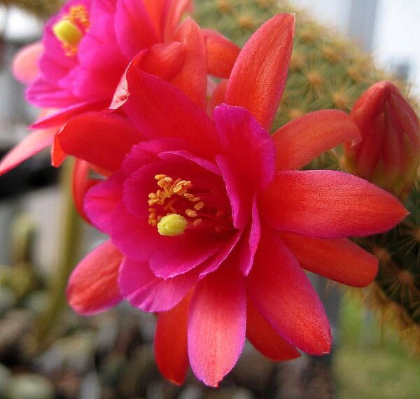 Hildewintera aureispina-Hybr. Hauggs Amethyst