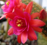 Hildewintera aureispina-Hybr. Hauggs Amethyst