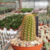 Hildewintera aureispina-Hybr. Hauggs Amethyst