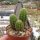 Hildewintera aureispina-Hybr. Hauggs Amethyst