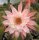 Hildewintera aureispina-Hybr. Butterfly