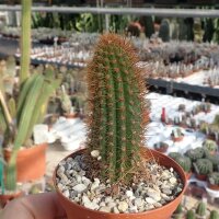 Hildewintera aureispina-Hybr. Rudolf Herzog
