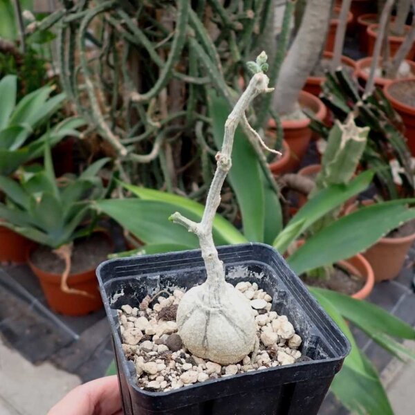 Kedrostis leloja