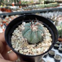 Echinocactus horizonthalonius Huizache, km 22