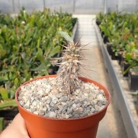 Euphorbia didieroides Madagaskar