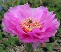 Opuntia hystricina cv. Manu (dw)
