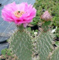 Opuntia hystricina cv. Manu (dw)