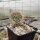 Opuntia polyacantha Januskowetz Kanada (dw)