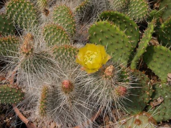 Opuntia polyacantha var. trichophora (dw)