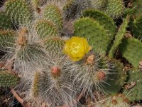 Opuntia polyacantha var. trichophora (dw)